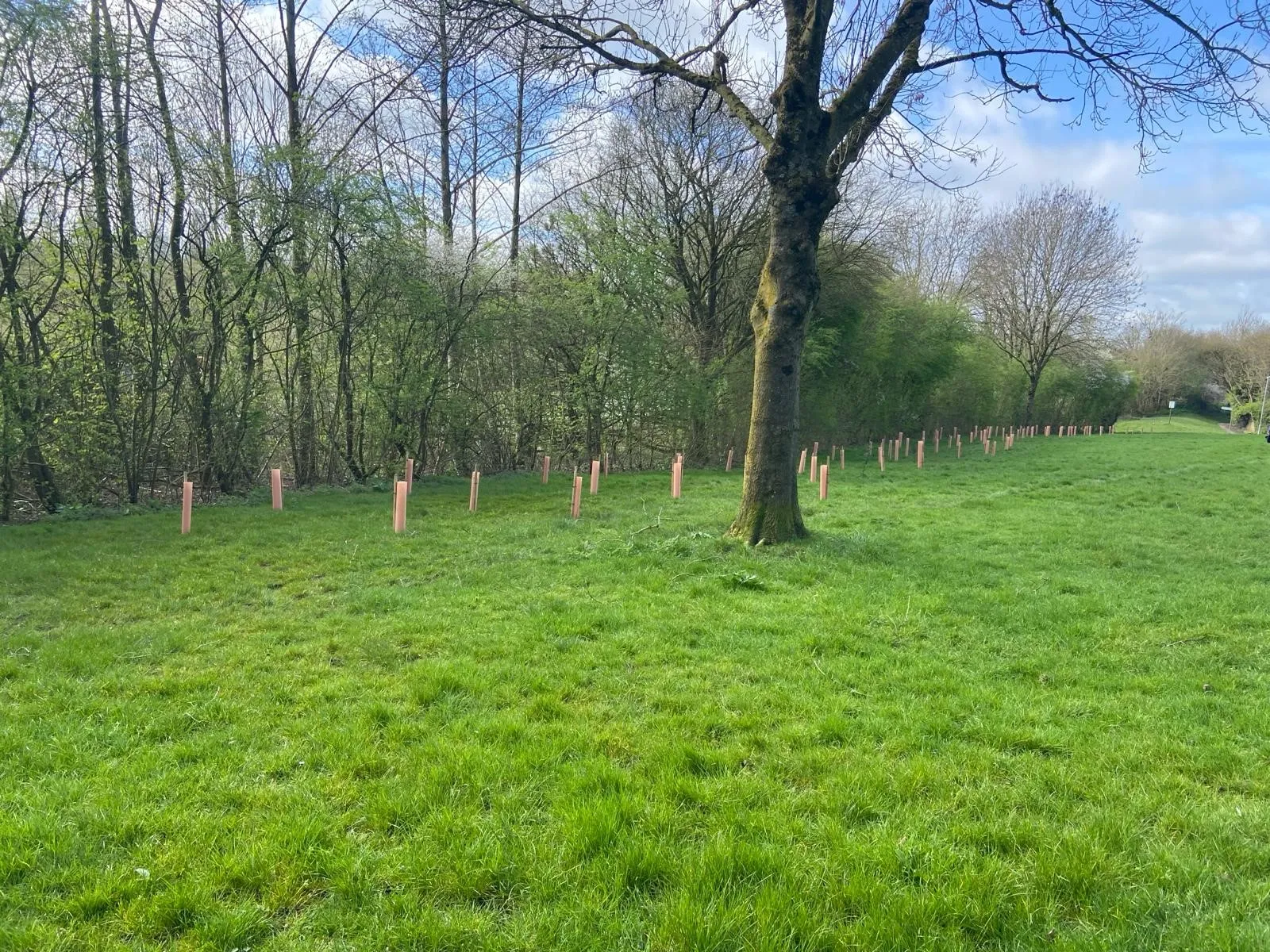 Planting 3,000 trees in West Swindon Parish